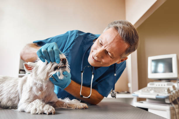 Best Same-Day Emergency Dental Services in Laurens, SC